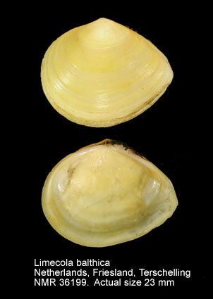 Limecola balthica (2).jpg - Limecola balthica(Linnaeus,1758)
